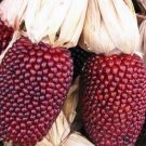 50 Seeds Seeds Strawberry Cornnon Gmoheirloom Fresh For Garden 50 Seeds Seeds Strawberry Cornnon Gmoheirloom Fresh For Garden