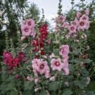 60 Seedsseedsindian Spring Hollyhock Flower Seeds Fresh For Garden
