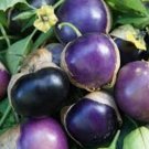 50 Seeds Seedspurple Tomatillo Seeds Heirloom Nongmo Fresh For Garden