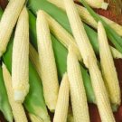 25 Seedsseedscorn Seeds Japanese Hulless White Popcorn Vegetablenongmo Fresh For Garden 25 Seedsseedscorn Seeds Japanese Hulless White Popcorn Vegetablenongmo Fresh For Garden