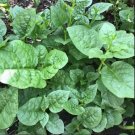 30 Seedsseeds Malabar Spinach Seed Mong To Nongmo Green Eggplant Seeds Fresh For Garden 30 Seedsseeds Malabar Spinach Seed Mong To Nongmo Green Eggplant Seeds Fresh For Garden