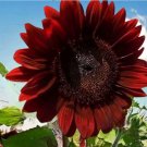 25 Seedsseeds Red Sunflower Seeds Non Gmo Heirloom Fresh For Garden