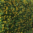 50 Seeds Seedsblack Eyed San Vine Seeds Includes Surprise Flower Seeds Fresh For Garden