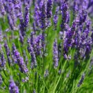 200 Seeds Seeds Lavender Vera Lavandula Angtifolia True Lavender Fresh For Garden 200 Seeds Seeds Lavender Vera Lavandula Angtifolia True Lavender Fresh For Garden