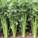 300 Seeds Seedschinese Celery Seeds Nongmo Heirloom Fresh For Garden