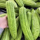 10 Seedsseeds Long Bitter Gourd Ibitter Melon Seeds Ku Gua Iampalaya Fresh For Garden 10 Seedsseeds Long Bitter Gourd Ibitter Melon Seeds Ku Gua Iampalaya Fresh For Garden