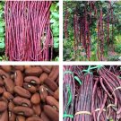 15 Seeds Purplered Yard Long Bean Seeds Asian Chinese Noodle Bean String Beans Sitaw Fresh For Garde