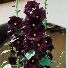 25 Seeds Seedsblack Hollyhock Flower Seedsincludes Surprise Seeds Fresh For Garden 25 Seeds Seedsblack Hollyhock Flower Seedsincludes Surprise Seeds Fresh For Garden