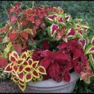 100 Seeds Cole Rainbow Mix Seeds Fresh For Garden 100 Seeds Cole Rainbow Mix Seeds Fresh For Garden