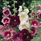 30 Seeds Seedsindian Spring Hollyhock Flower Seeds Fresh For Garden 30 Seeds Seedsindian Spring Hollyhock Flower Seeds Fresh For Garden