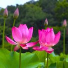 10 Seed Sacred Lot Seeds Nelumbo Nucifera Water Lot A Fresh For Garden