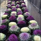 50 Seeds Seeds Ornamental Cabbage Brassica Oleracae Includes Flowers Seeds Fresh For Garden 50 Seeds Seeds Ornamental Cabbage Brassica Oleracae Includes Flowers Seeds Fresh For Garden