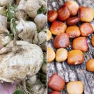 20 Seeds Jicama Seeds True Mexican Yam Bean Turnip Potato Seeds Included Fresh For Garden 20 Seeds Jicama Seeds True Mexican Yam Bean Turnip Potato Seeds Included Fresh For Garden
