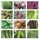 20 Packets Asian Vegetable Seeds For Planting Non Gmo Grow Your Own Food Fresh For Garden