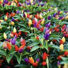 50 Seeds Seeds Five Color Chilpepper Rainbow Chilseeds For Planting Fresh For Garden 50 Seeds Seeds Five Color Chilpepper Rainbow Chilseeds For Planting Fresh For Garden