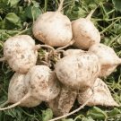 300 Seeds Seedsjicama Singkamas Seeds For Planting A Fresh For Garden 300 Seeds Seedsjicama Singkamas Seeds For Planting A Fresh For Garden