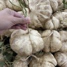 200 Seeds Seeds Jicamasingkamas Seeds For Planting Non Gmo Fresh For Garden 200 Seeds Seeds Jicamasingkamas Seeds For Planting Non Gmo Fresh For Garden