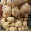 100 Seedssingkamas Mexican Yam Bean Root Cu Dau Man Kaew For Planting Fresh For Garden