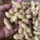 35 Seedsseedsvirginia Jumbo Peanut Seedsheirloomopen Pollinated Fresh For Garden
