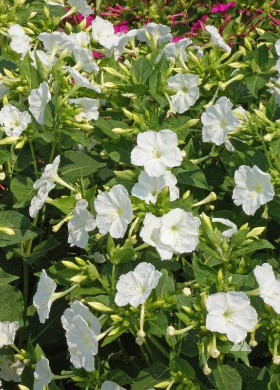 25 Seeds White Four Oclock Mix Seeds Fresh For Garden