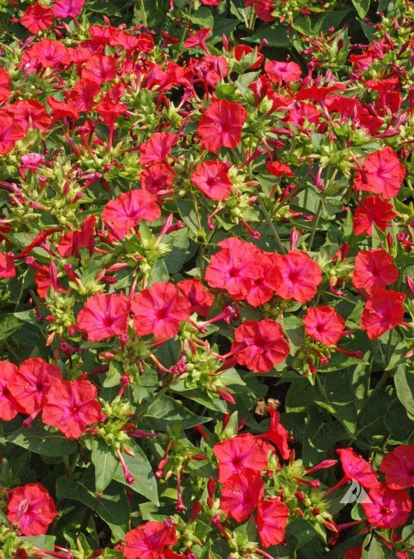 25 Seeds Red Four Oclock Mix Seeds Fresh For Garden