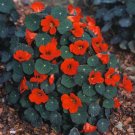 25 Seeds Empress Of India Nasturtium Seeds Fresh For Garden 25 Seeds Empress Of India Nasturtium Seeds Fresh For Garden