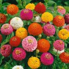 250 Seeds Lilliput Zinnia Colorful Fresh For Garden