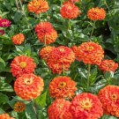 250 Seeds Orange King Zinnia Colorful Fresh For Garden