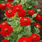 250 Seeds Cherry Queen Zinnia Colorful Fresh For Garden