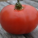 50 Seeds Eva Purple Ball Heirloom Tomato Seeds Heirloom Fresh For Garden 50 Seeds Eva Purple Ball Heirloom Tomato Seeds Heirloom Fresh For Garden