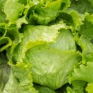 800 Seeds Iceberg Batavian Lettuce Seeds Fresh For Garden