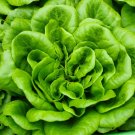 800 Seeds Bibb Butterhead Lettuce Seeds Fresh For Garden 800 Seeds Bibb Butterhead Lettuce Seeds Fresh For Garden