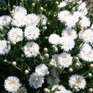 250 Seeds Bachelor Button Tall White Cornflower Fresh For Garden 250 Seeds Bachelor Button Tall White Cornflower Fresh For Garden