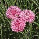 250 Seeds Bachelor Button Tall Pink Cornflower Fresh For Garden 250 Seeds Bachelor Button Tall Pink Cornflower Fresh For Garden