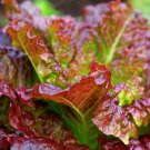 800 Seeds Prizehead Leaf Lettuce Seeds Fresh For Garden