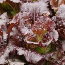 800 Seeds Cimmaron Romaine Lettuce Seeds Fresh For Garden 800 Seeds Cimmaron Romaine Lettuce Seeds Fresh For Garden