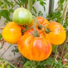 50 Pineapple Tomato Seeds Fresh For Garden 50 Pineapple Tomato Seeds Fresh For Garden