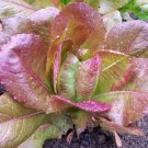 800 Seeds Rouge Dhiver Romaine Lettuce Seeds Fresh For Garden