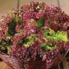 800 Seeds Lolla Rosso Darky Leaf Lettuce Seeds Fresh For Garden