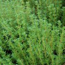 3500 Seeds Thyme Common Type Non Gmo Fresh For Garden 3500 Seeds Thyme Common Type Non Gmo Fresh For Garden