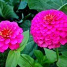 100 Seeds Pink Luminosa Zinnia Seeds Very Pretty Fresh For Garden 100 Seeds Pink Luminosa Zinnia Seeds Very Pretty Fresh For Garden
