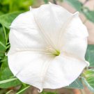 25 White Moonflower Morning Glory Seeds Fresh For Garden