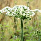 200 Seeds Anise Seeds Garden Harvest Fresh For Garden 200 Seeds Anise Seeds Garden Harvest Fresh For Garden