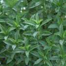 500 Seeds Summer Savory Seeds Fresh For Garden 500 Seeds Summer Savory Seeds Fresh For Garden