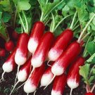 700 Seeds French Breakfast Radish Seeds Fresh For Garden