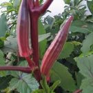 30 Red Burgundy Okra Seeds Fresh For Garden