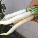 700 Seeds Japanese Minowase Daikon Radish Seeds Fresh For Garden 700 Seeds Japanese Minowase Daikon Radish Seeds Fresh For Garden
