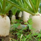 700 Seeds White Icicle Radish Seeds Fresh For Garden