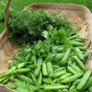 140 Seeds Little Marvel Garden Pea Seeds Fresh For Garden