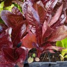 800 Seeds Super Red Romaine Lettuce Seeds Fresh For Garden
